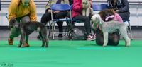 Crufts 2023 -JD 2 and 3 -1080602